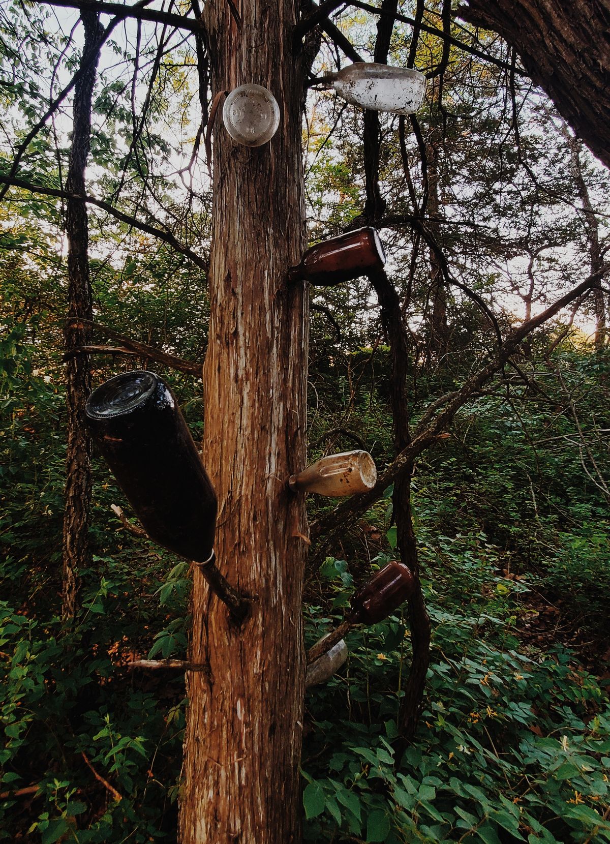 Cool bottle tree