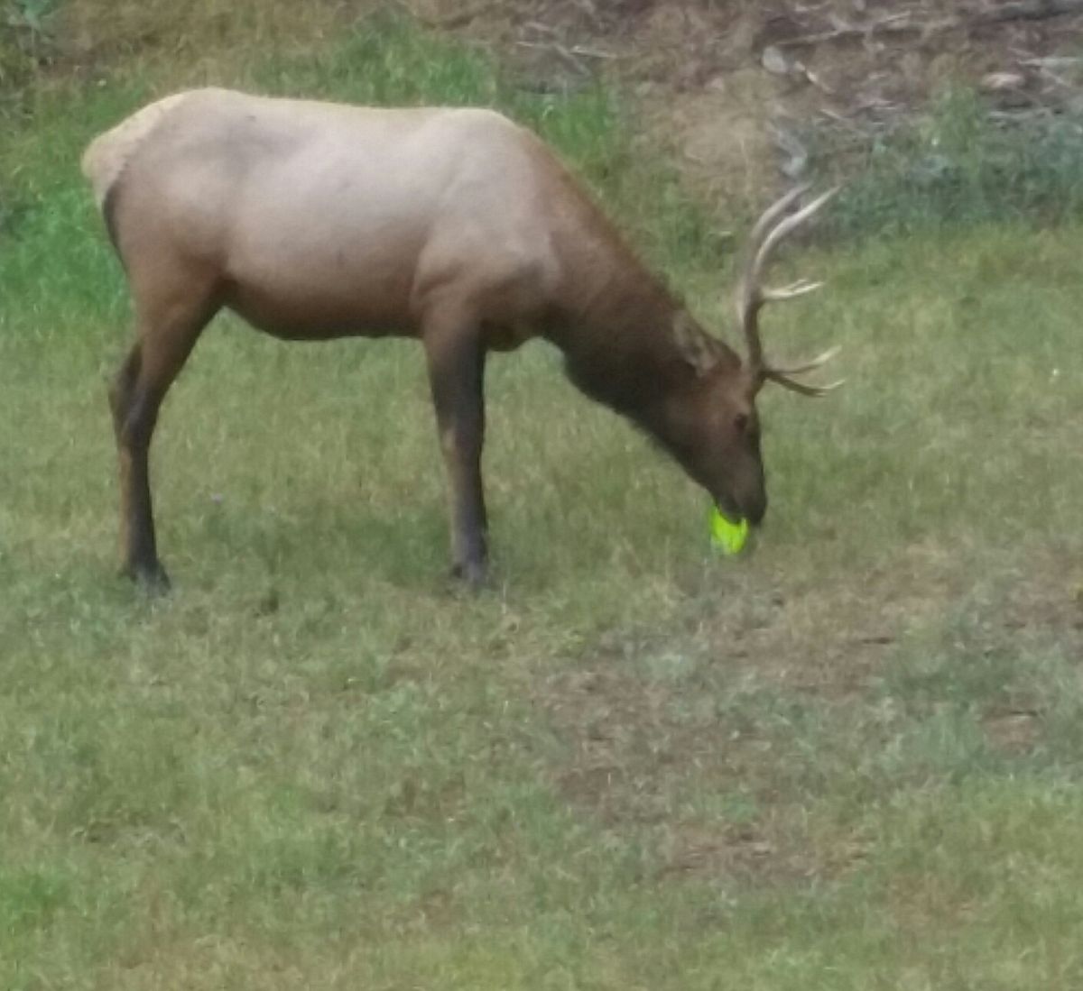 Local elk putting for birdie