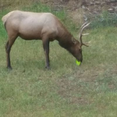 Local elk putting for birdie