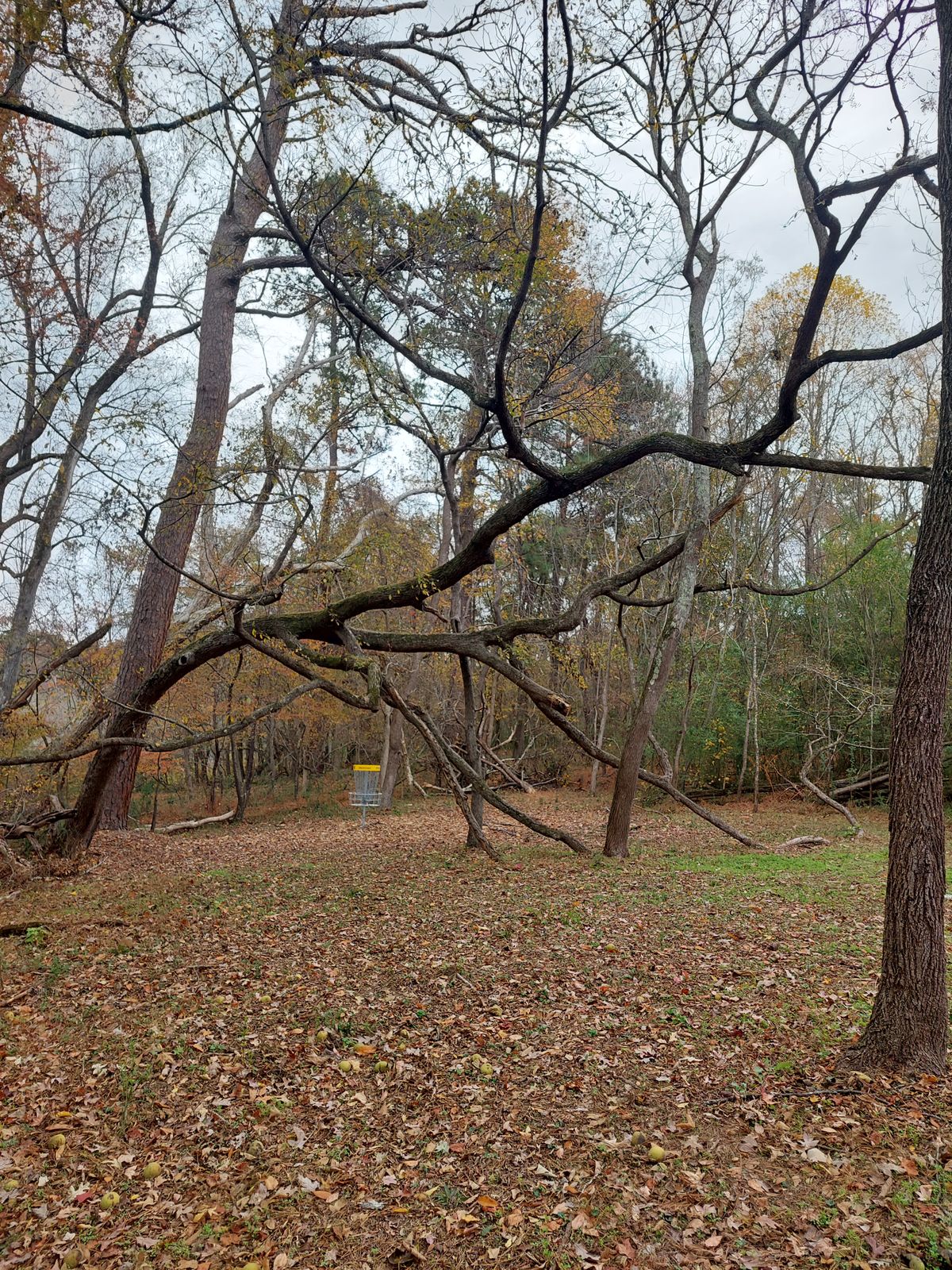 The Octopus, a guardian tree on 18