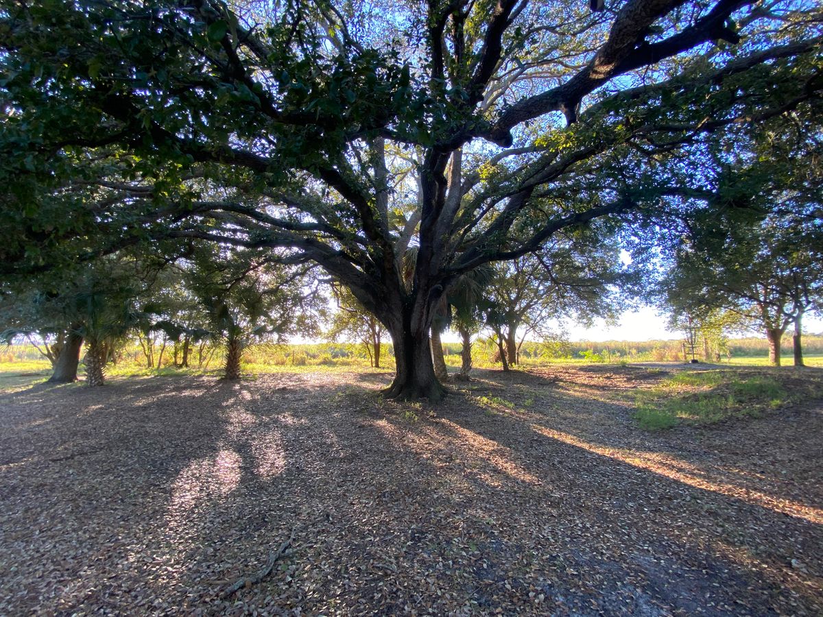 Zen Tree