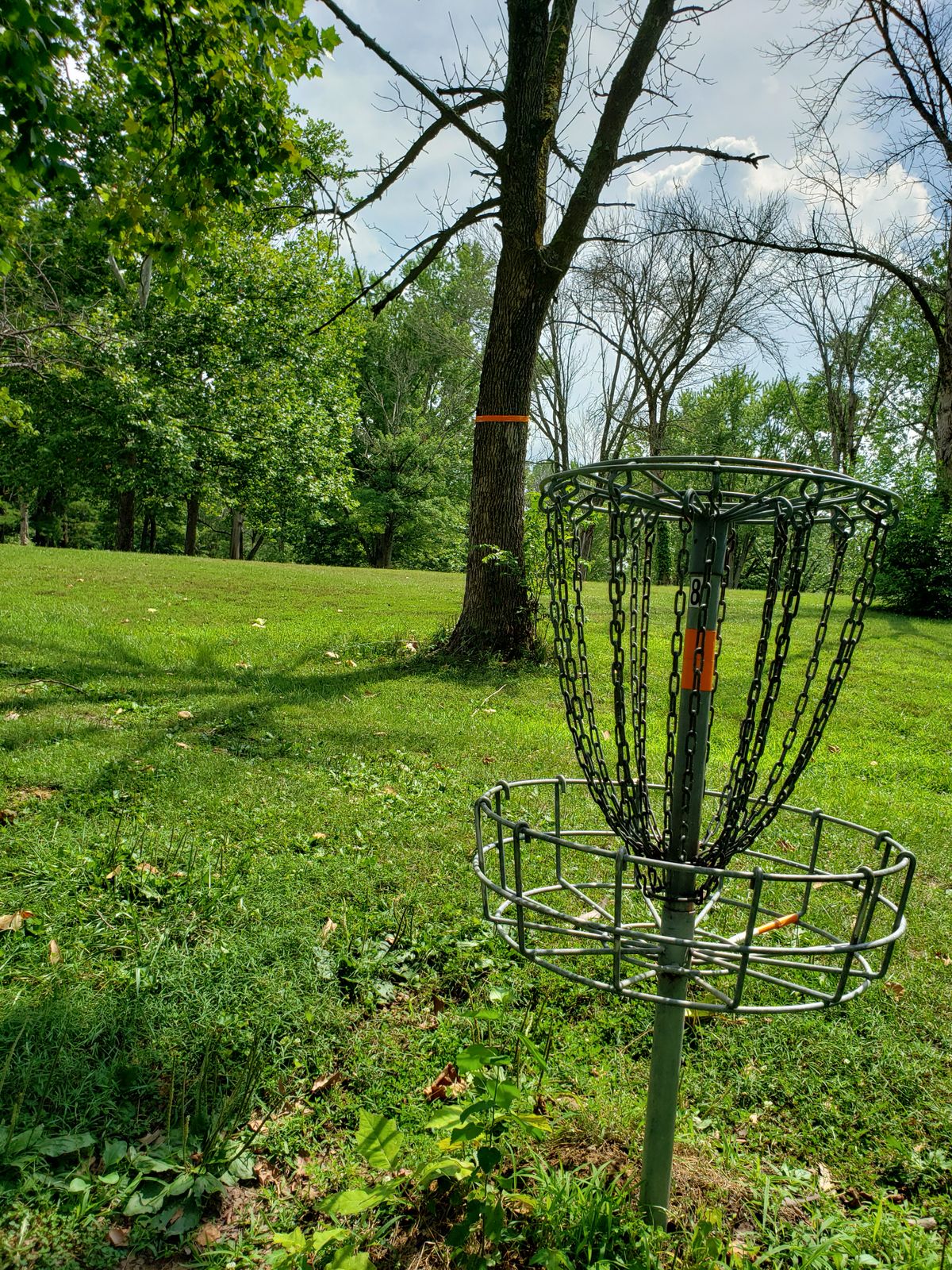 #8 Basket, Notice Tree Ribbon.