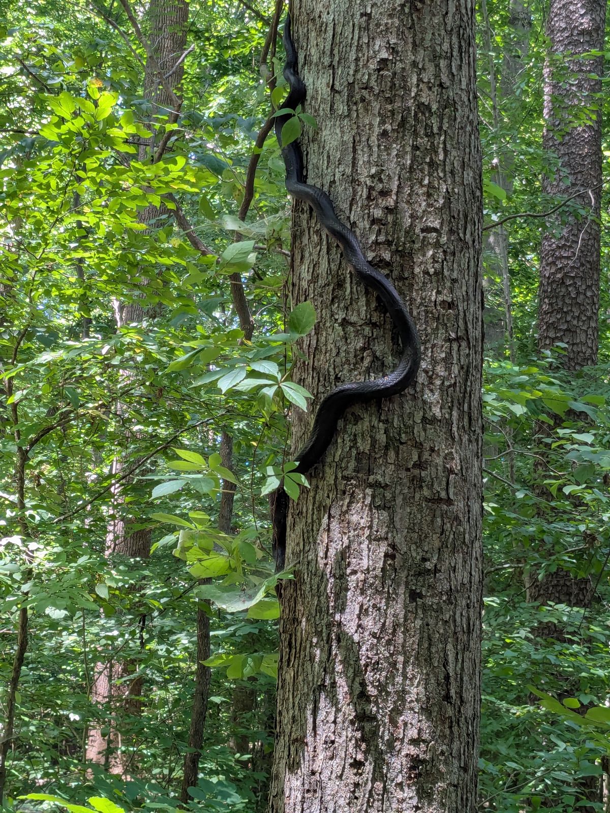 Squirrel Lake
