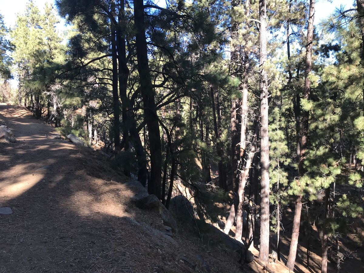 Where’s Waldo basket down below between the trees...