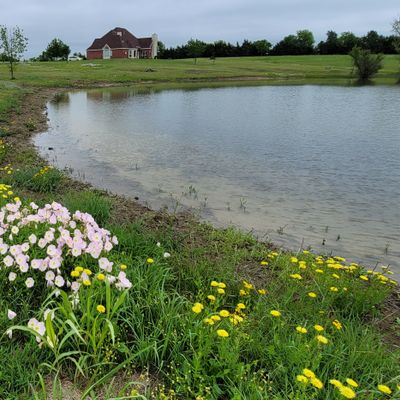 pond and house