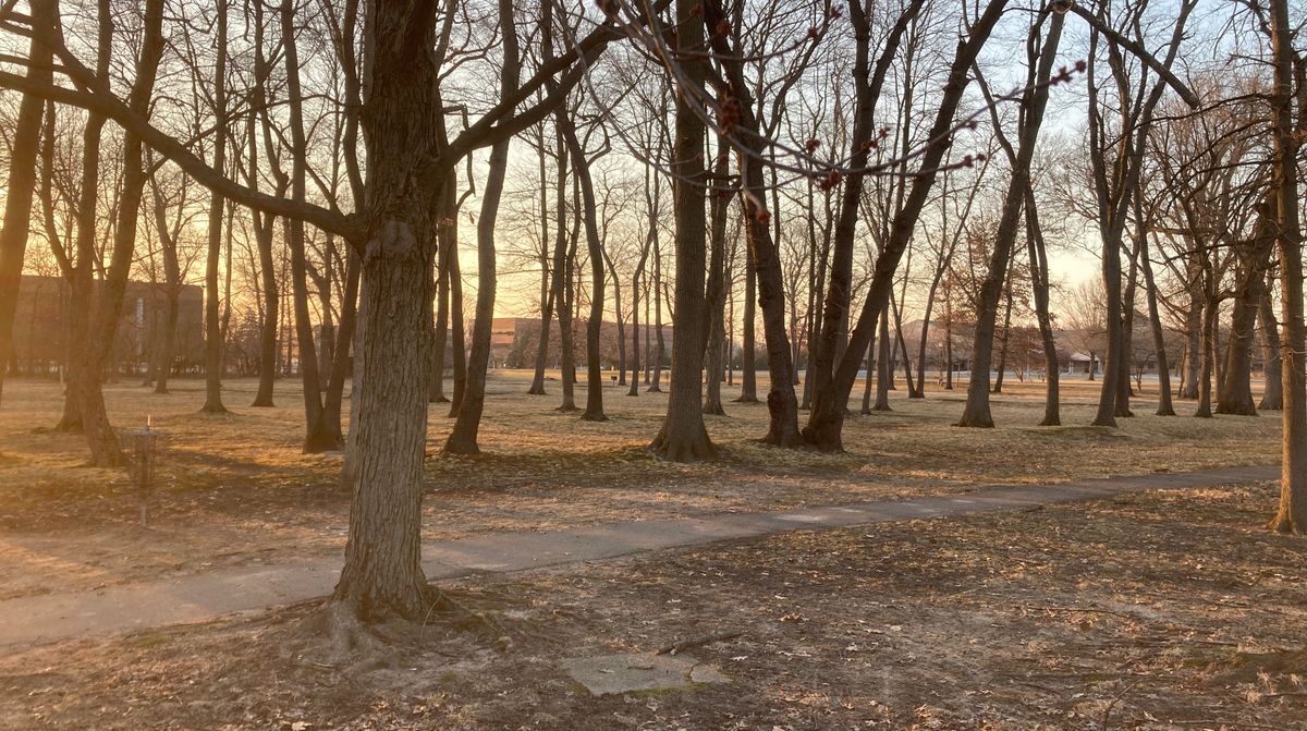 Trees, trees, trees.
