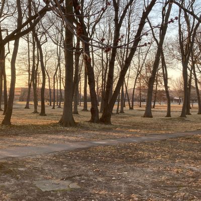 Trees, trees, trees.
