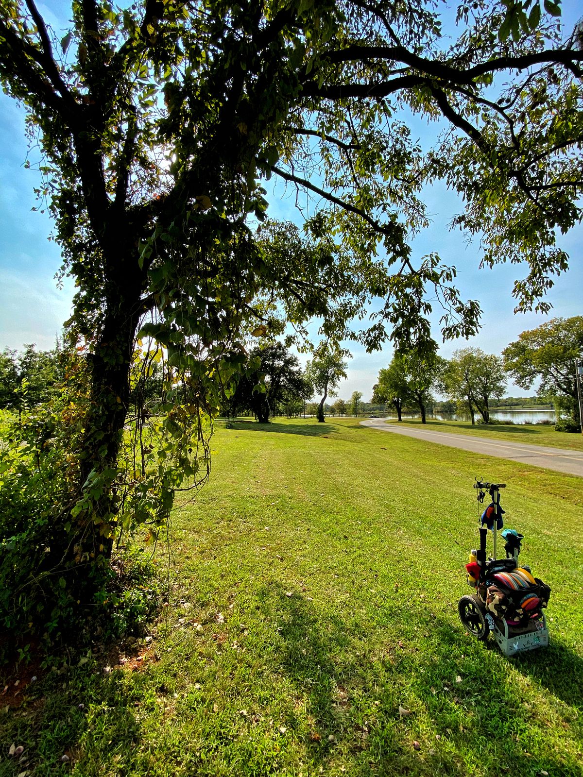Mid fairway on way to #15 - great old persimmon tree.