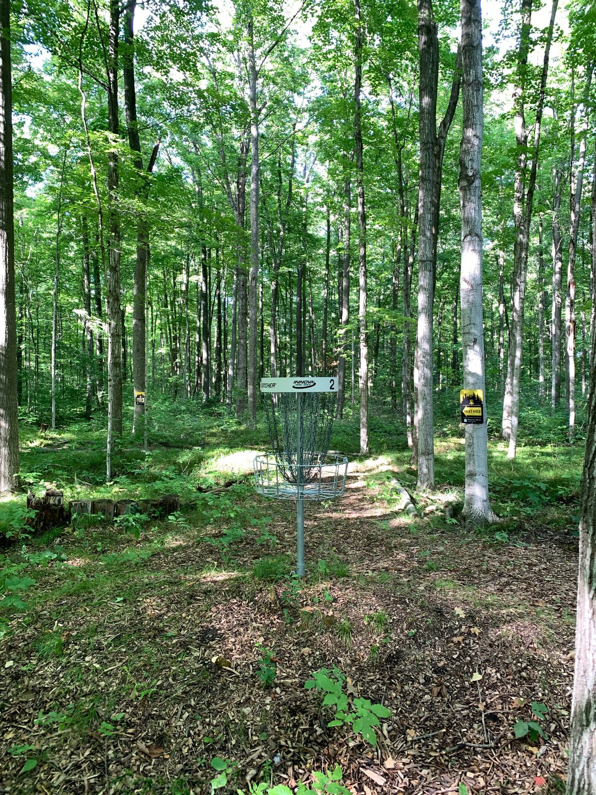This mature woodland makes for fantastic disc golf.