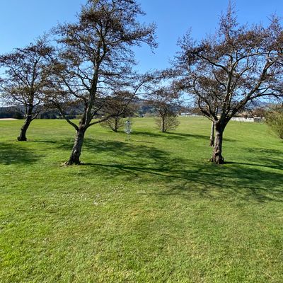 The basket for hole 7 is surrounded by guardian trees - "In the Round"