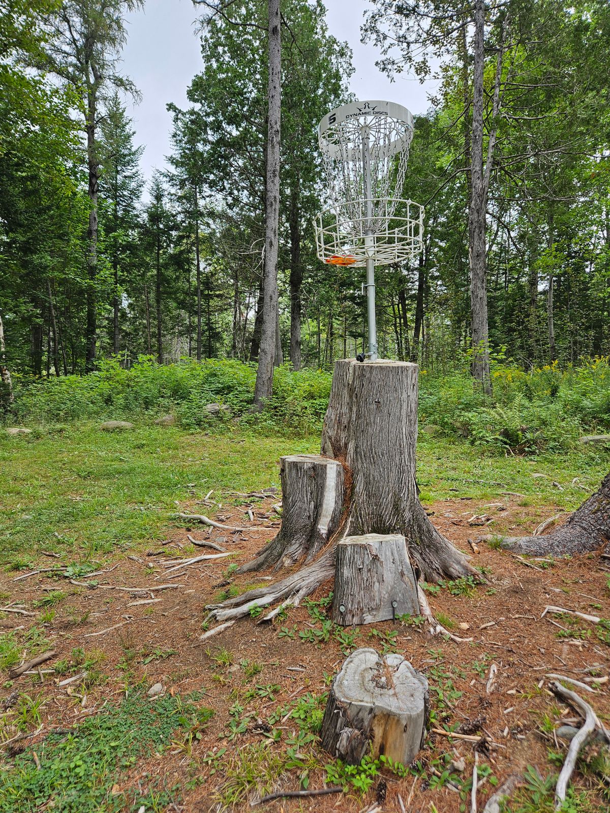 Basket on hole 5
