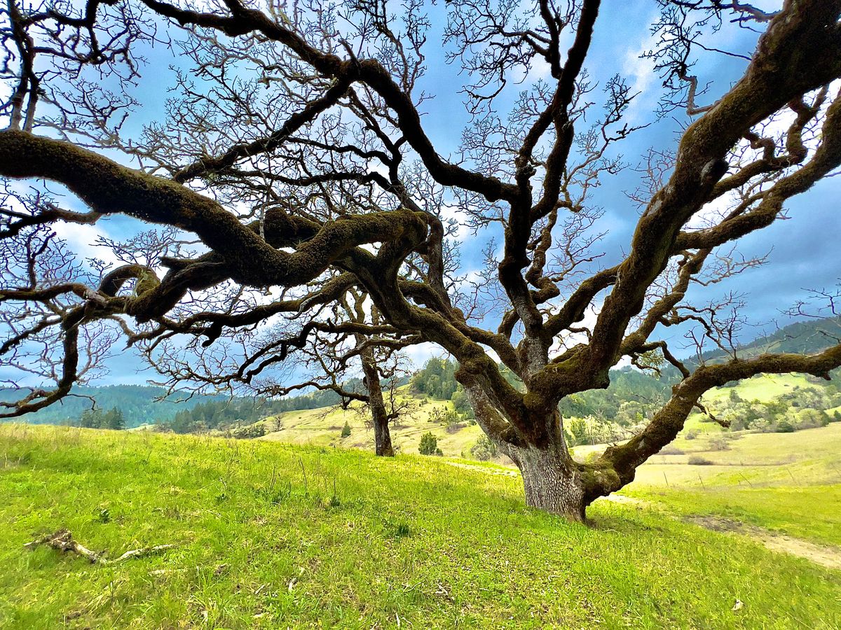 Insane oak tree on top of the hill.