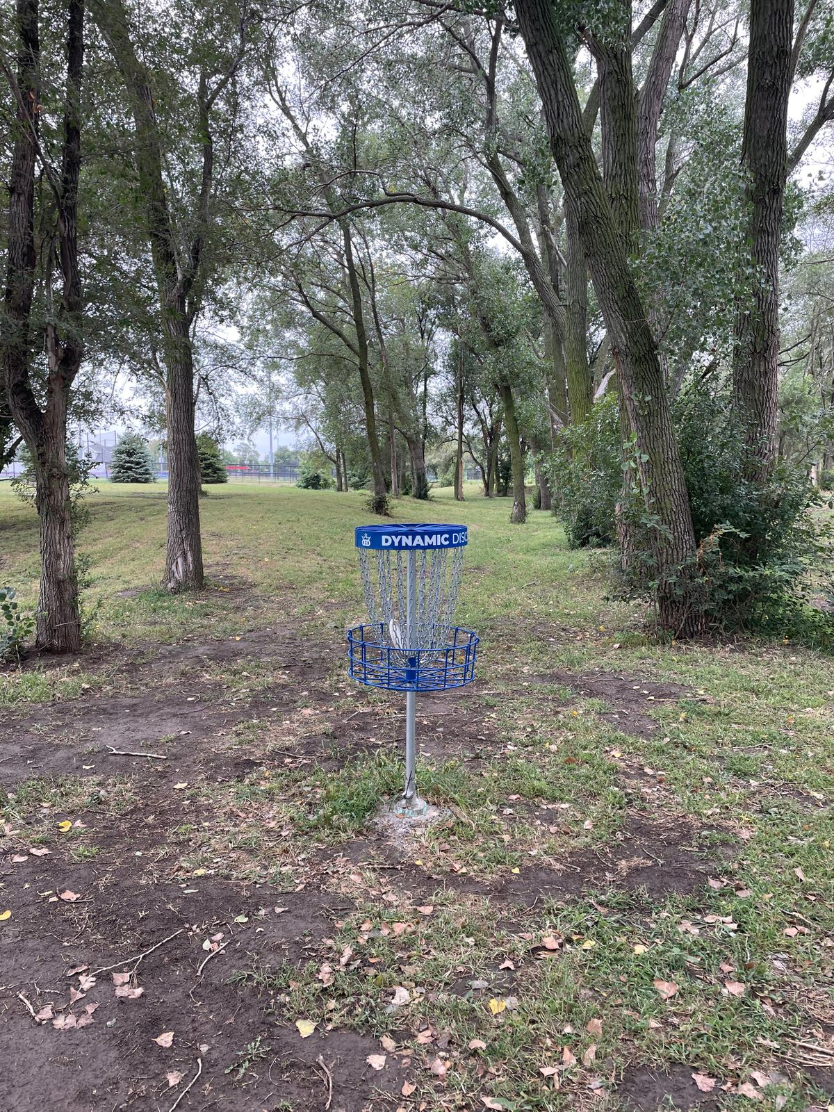 #4 Basket in the cottonwood grove
