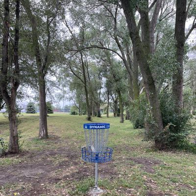 #4 Basket in the cottonwood grove