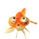 User avatar image