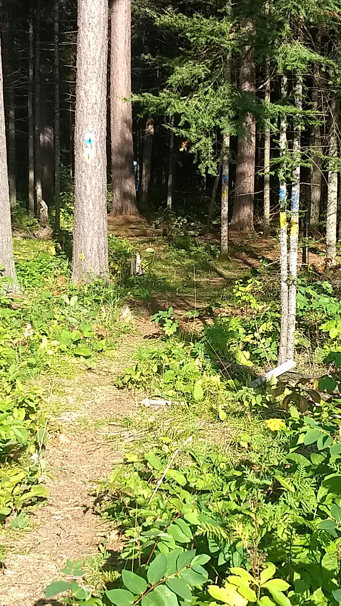 Hole 5. The wooded part.