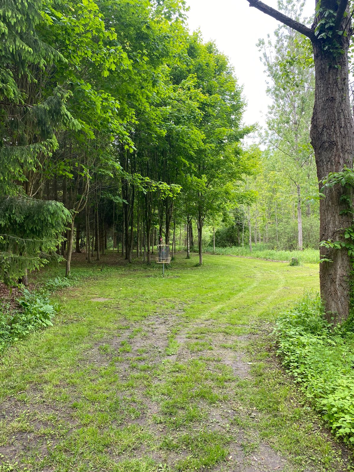 Hole 4 basket