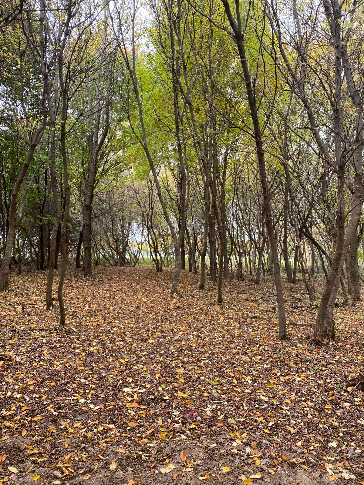 Hole 9. Basket Right