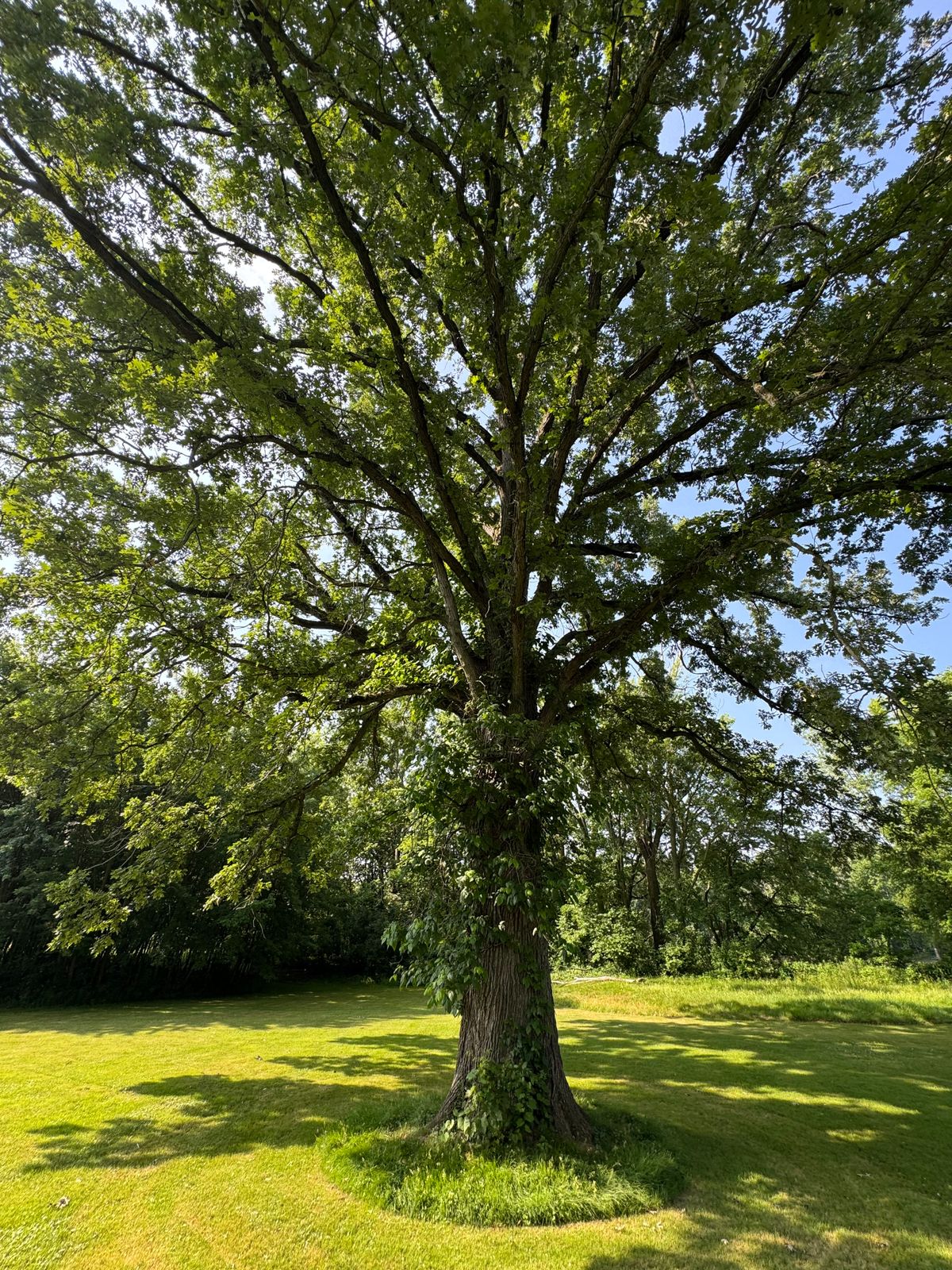 Amazing tree