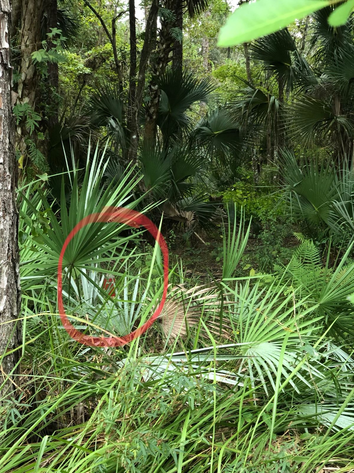 Hole 7 is completely overgrown.