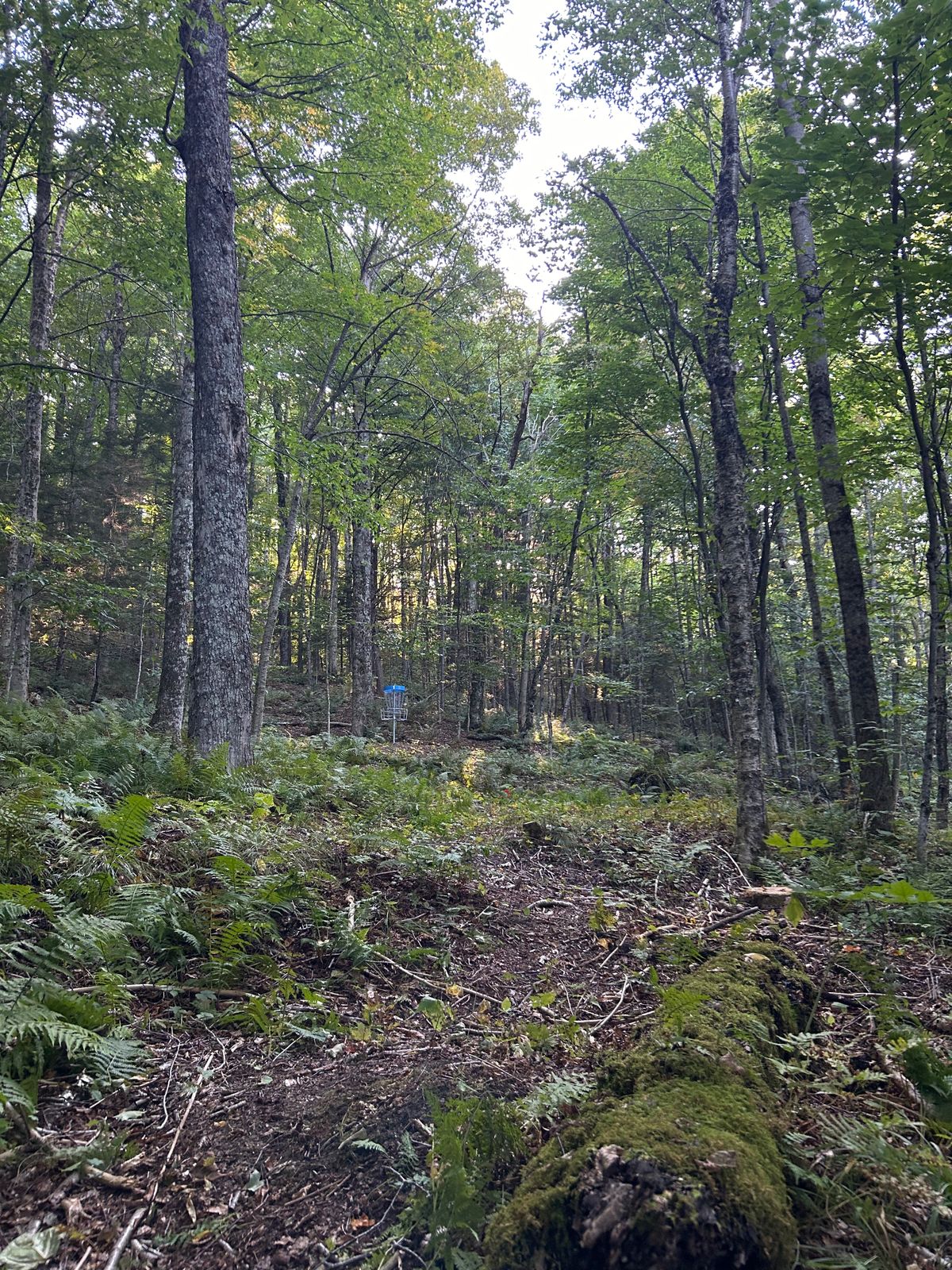 Hole 5 green