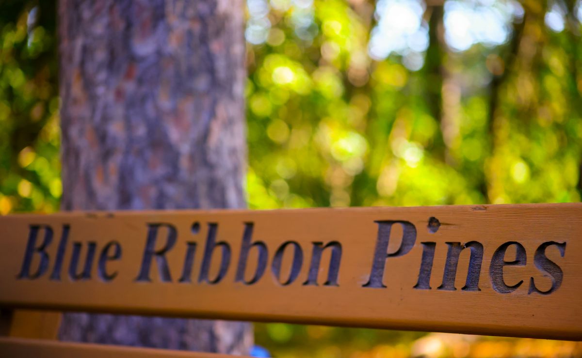 Bench on hole 2