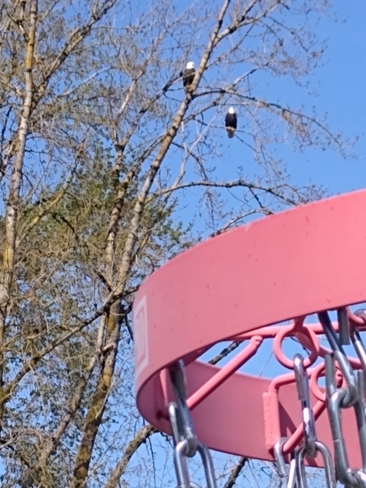 Closest you'll get to an Eagle