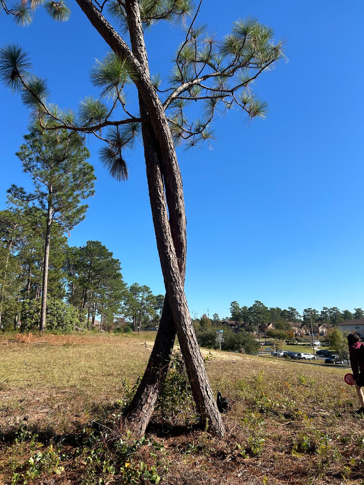 Hole 8 approach (right side of fairway ruff). Twisted trees.