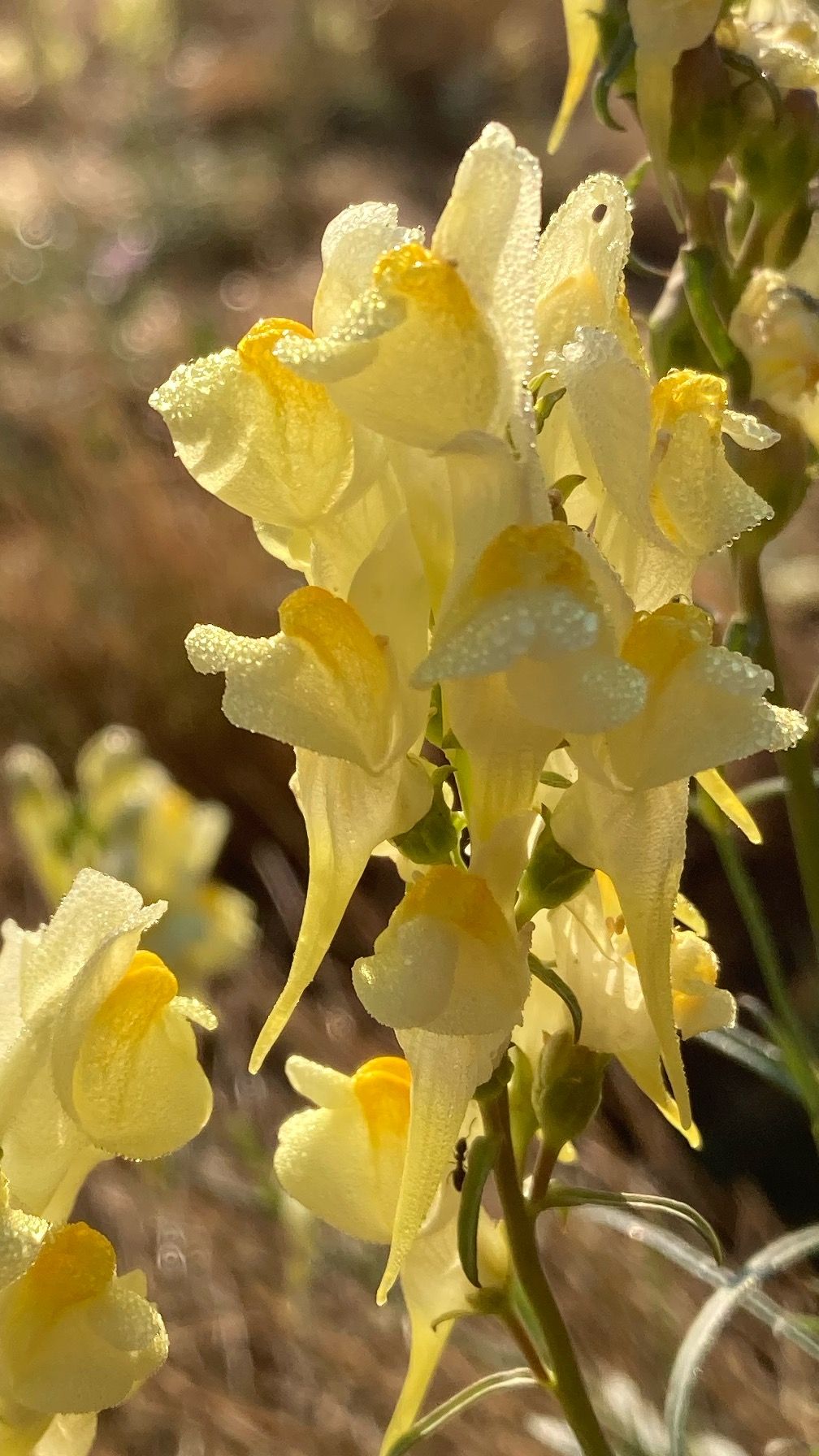 Snap dragons on cutthroat