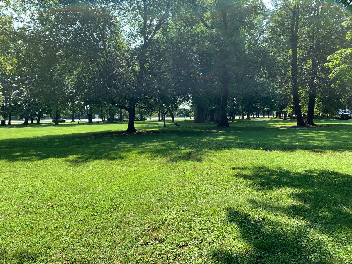 Trees through out