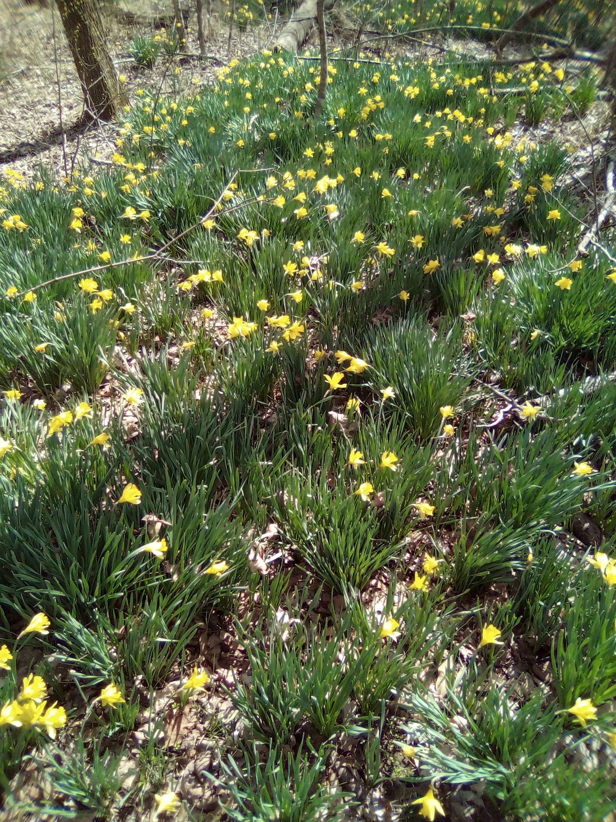 Easter lilly patches near Hole 7