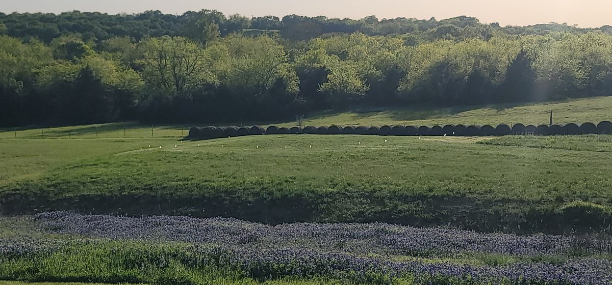 island hole 15's green