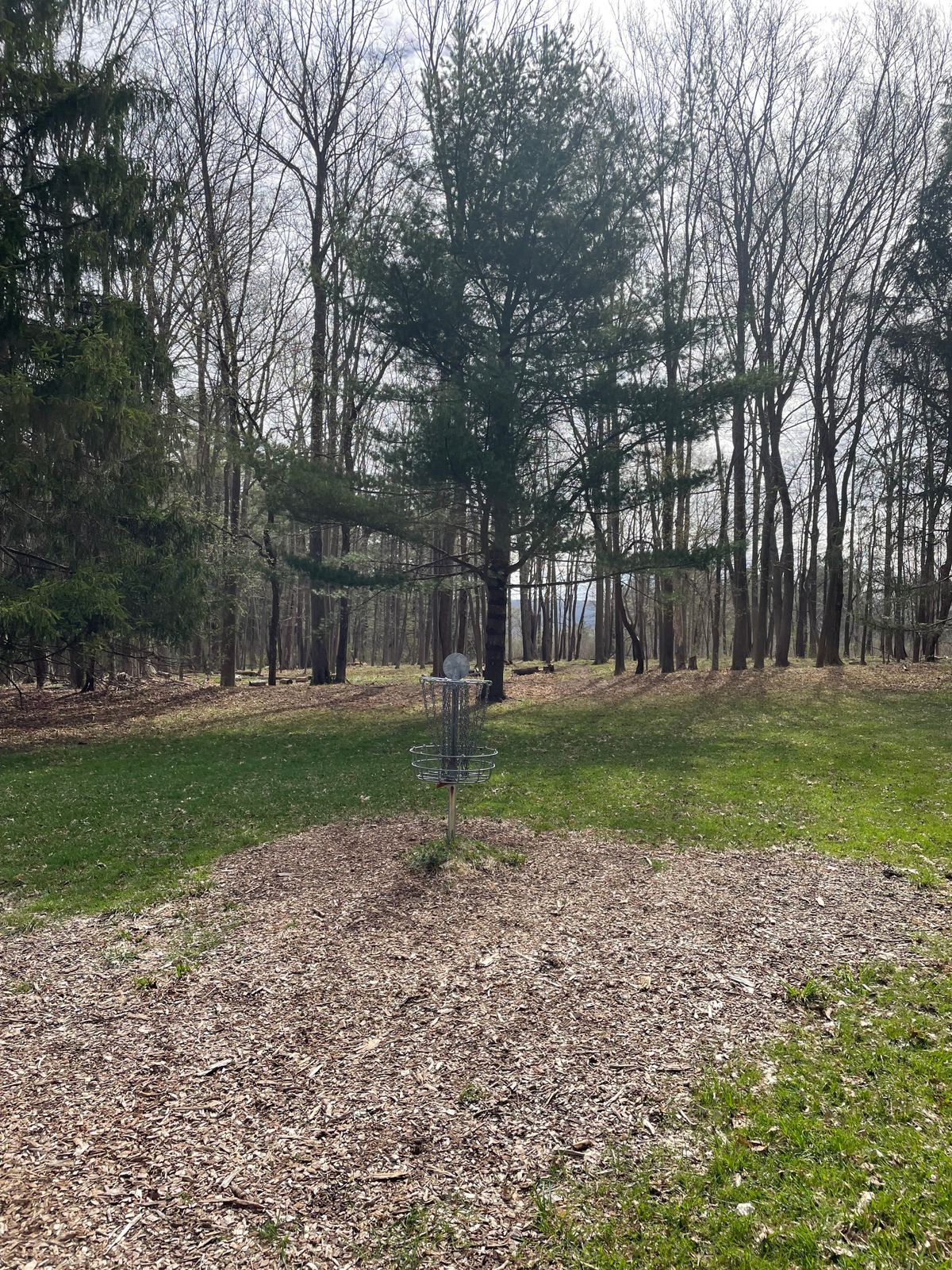Hole 14 green looking back to tee