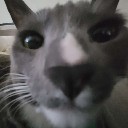 callmegoose