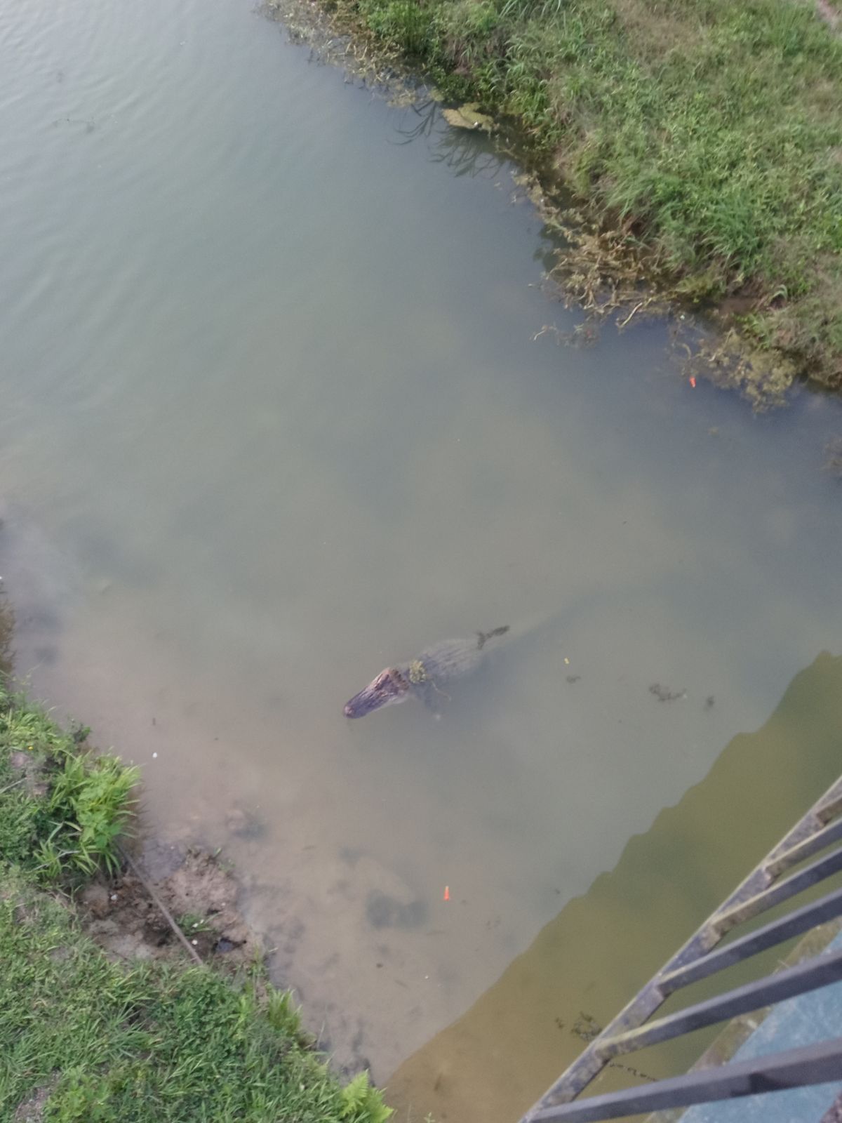 Gators in the bayou in hole 4 and 5
