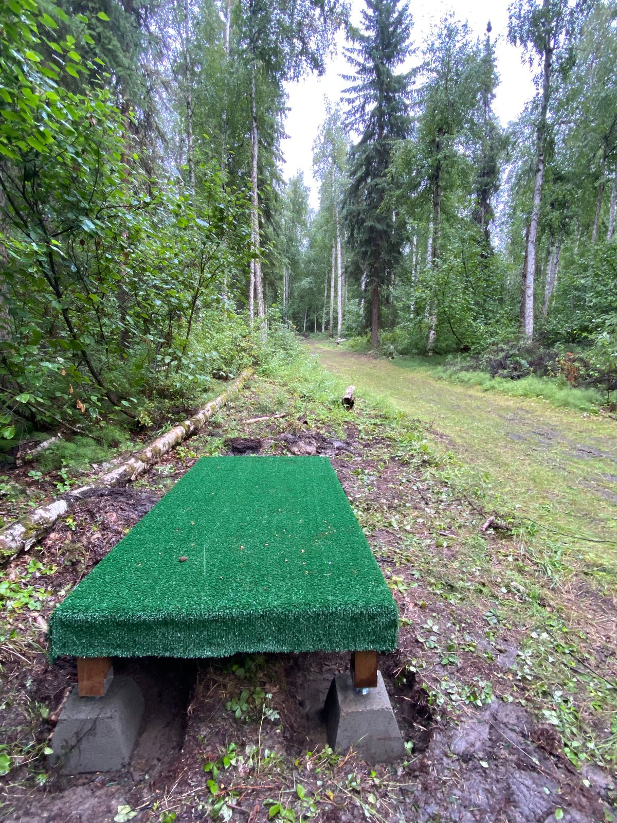 Hole 18 tee pad, basket uphill between two bunches of birch trees and low lying shrubs