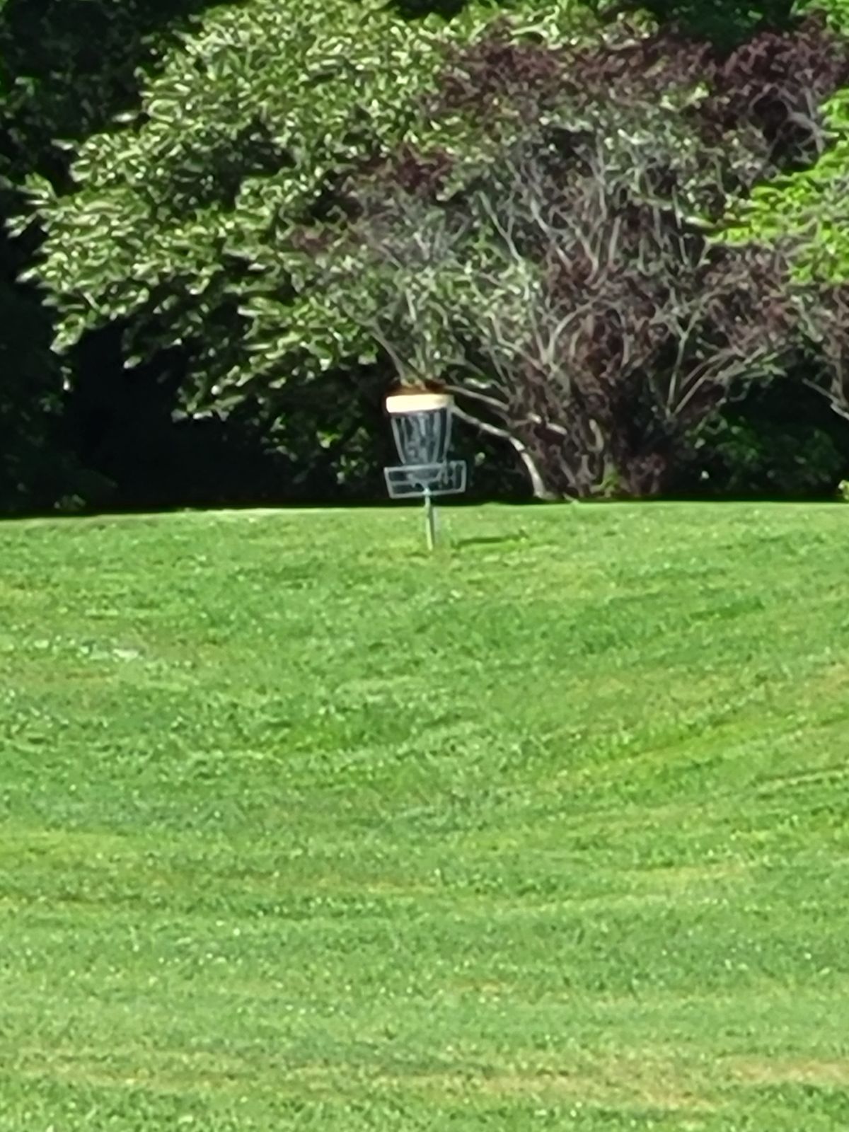 11 basket on the hill.