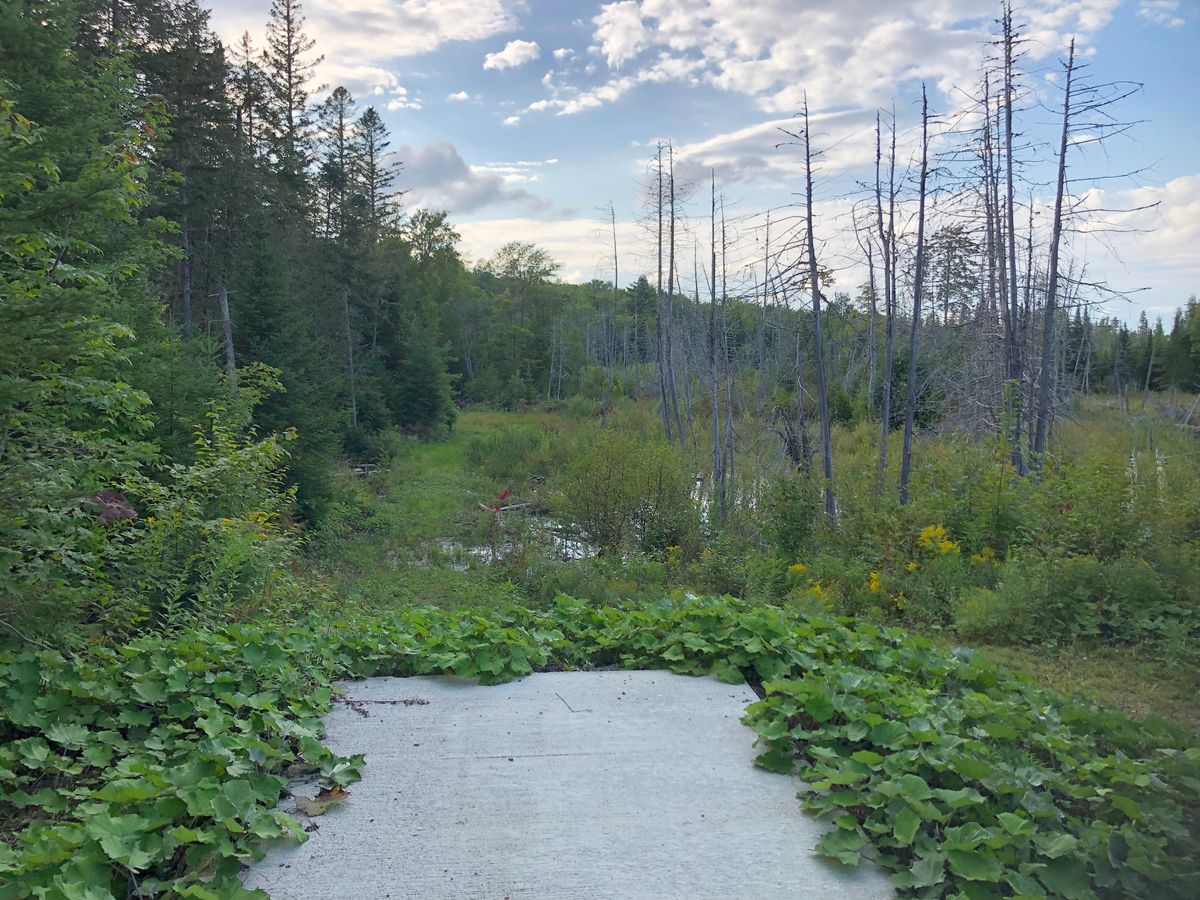 7 Tee Pad