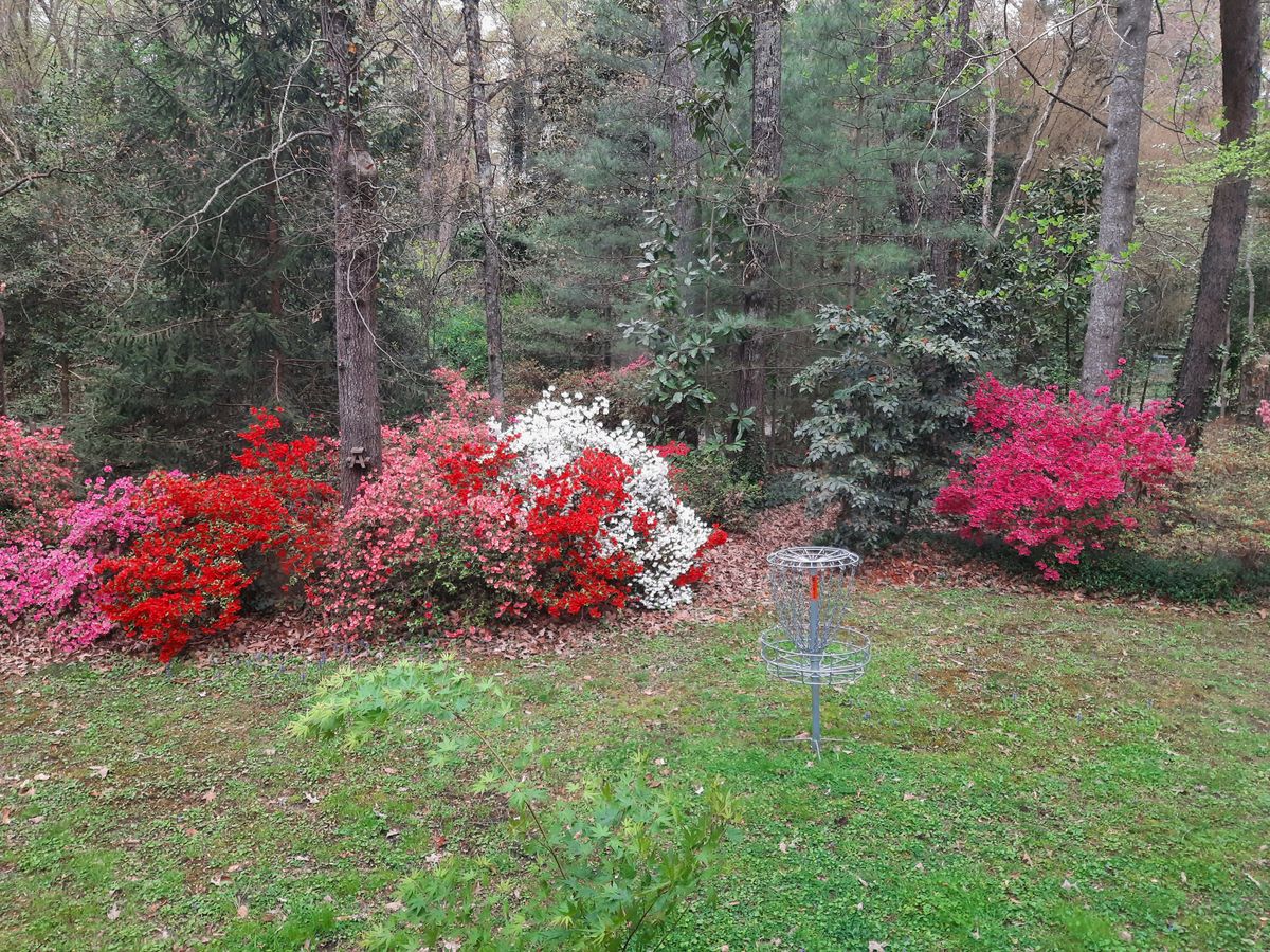 Basket in bloom.