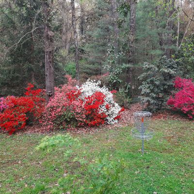 Basket in bloom.