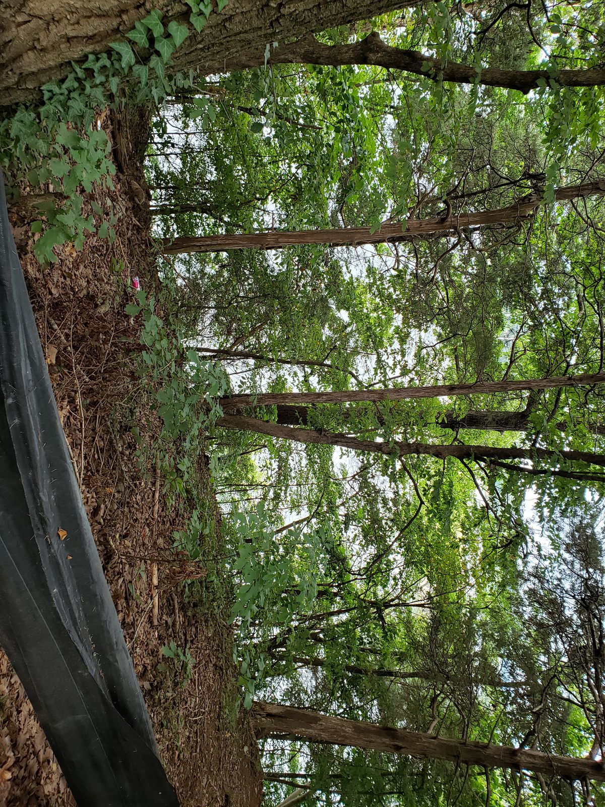 #14 River Overlook