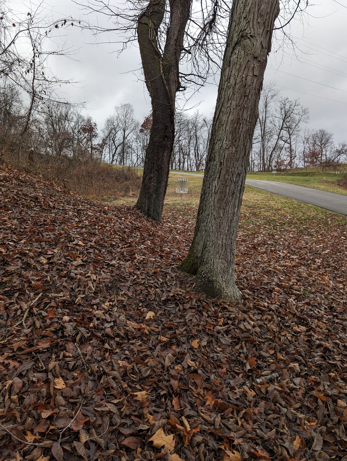 Hole 2 basket framed by trees