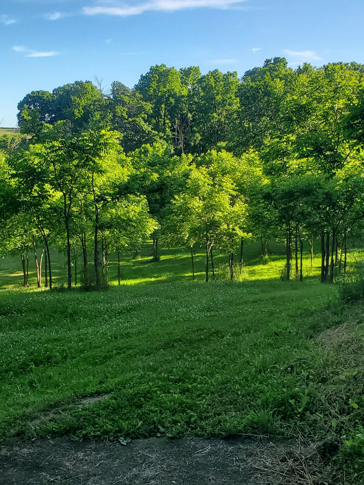Hole 8 tee