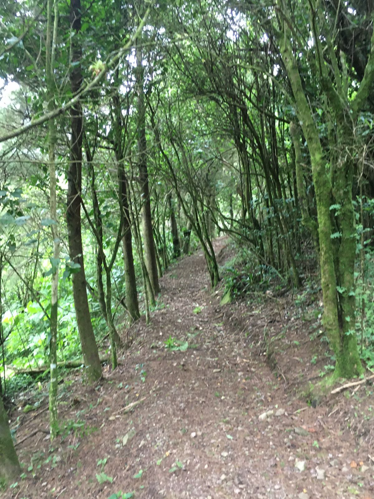 Trail to Hole 9 Long Tee