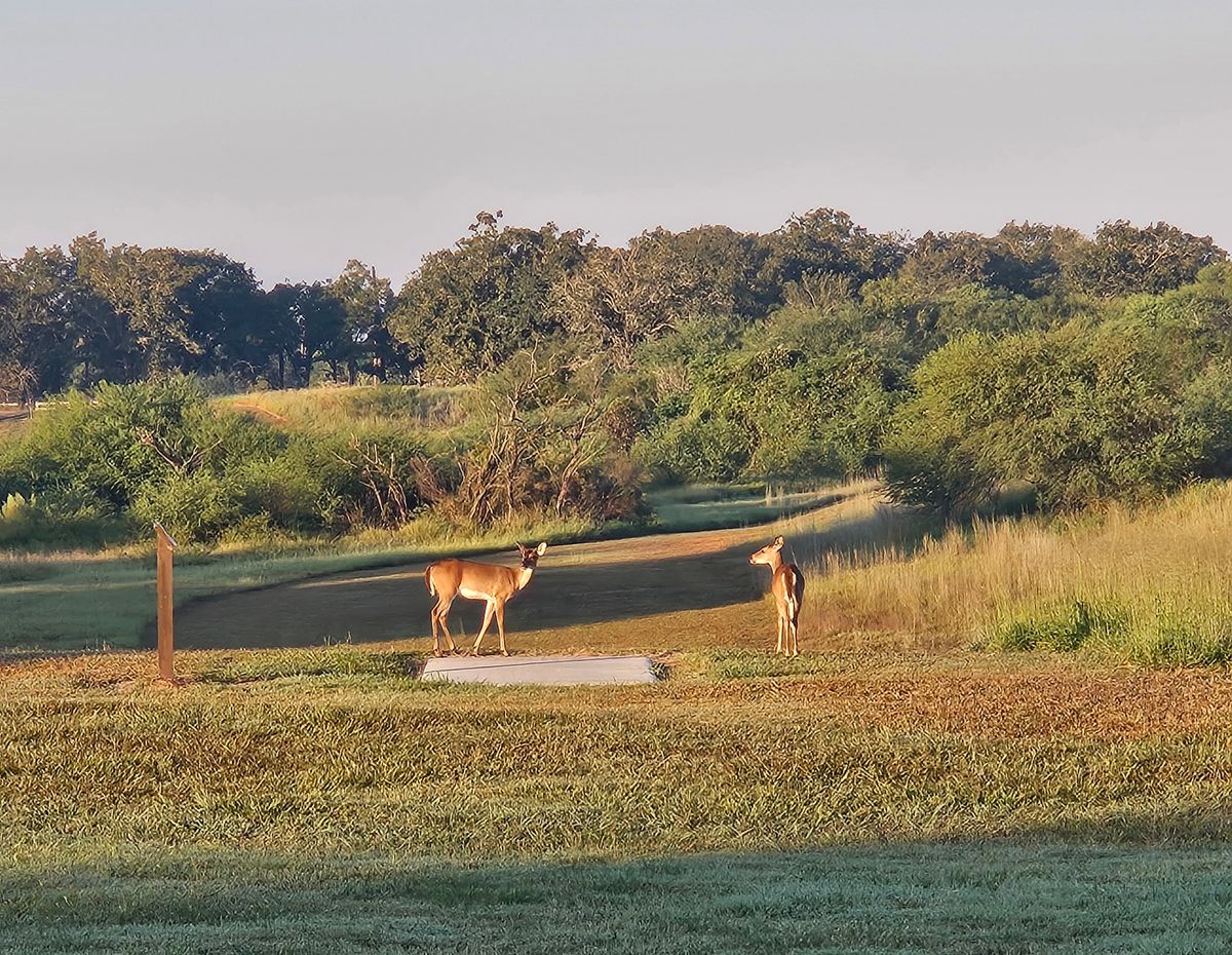 Deer enjoying the morning and the course