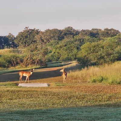 Deer enjoying the morning and the course