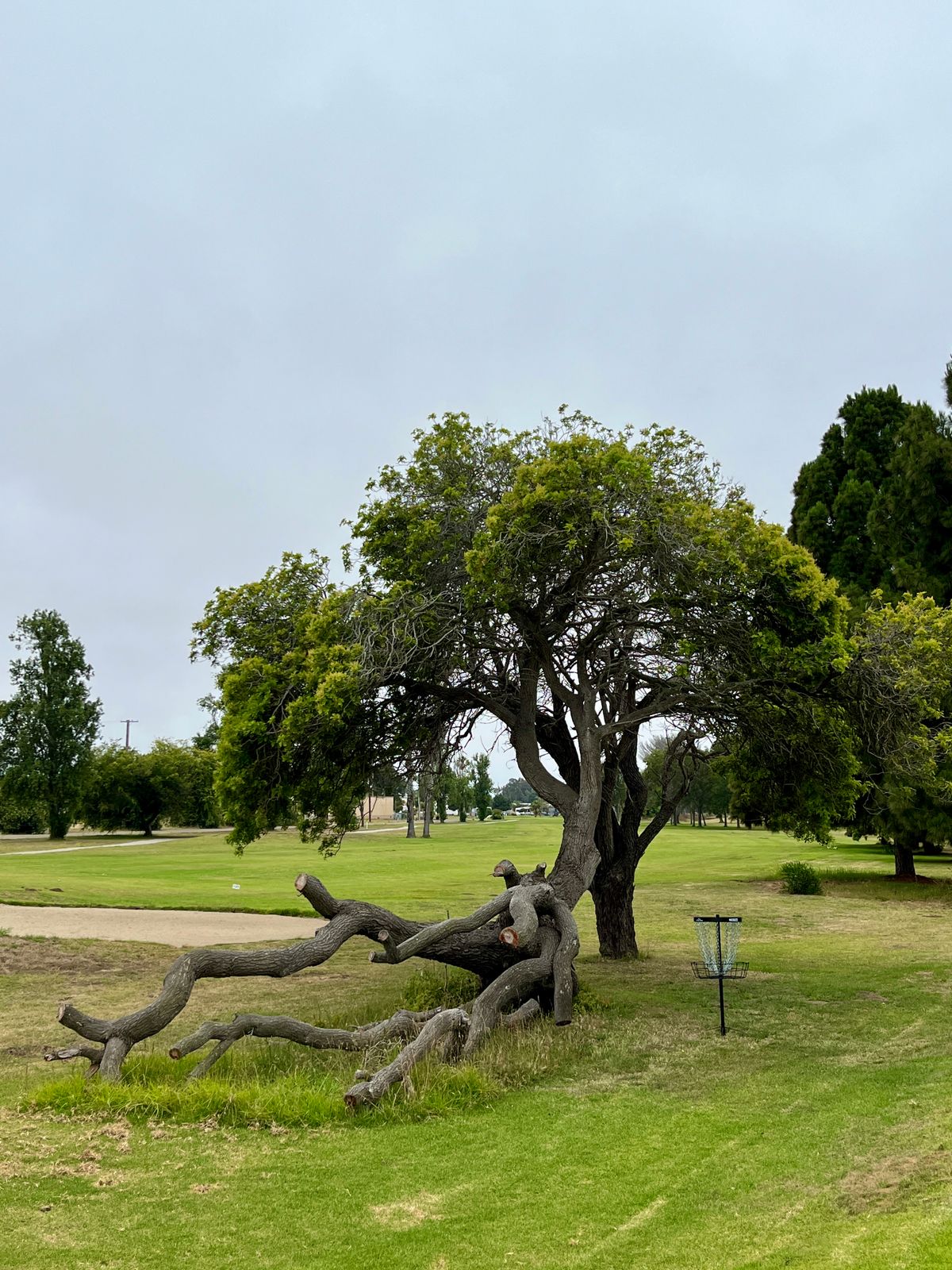 Protected basket on hole 13.