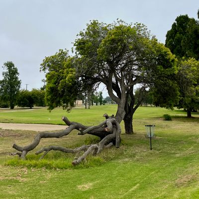 Protected basket on hole 13.