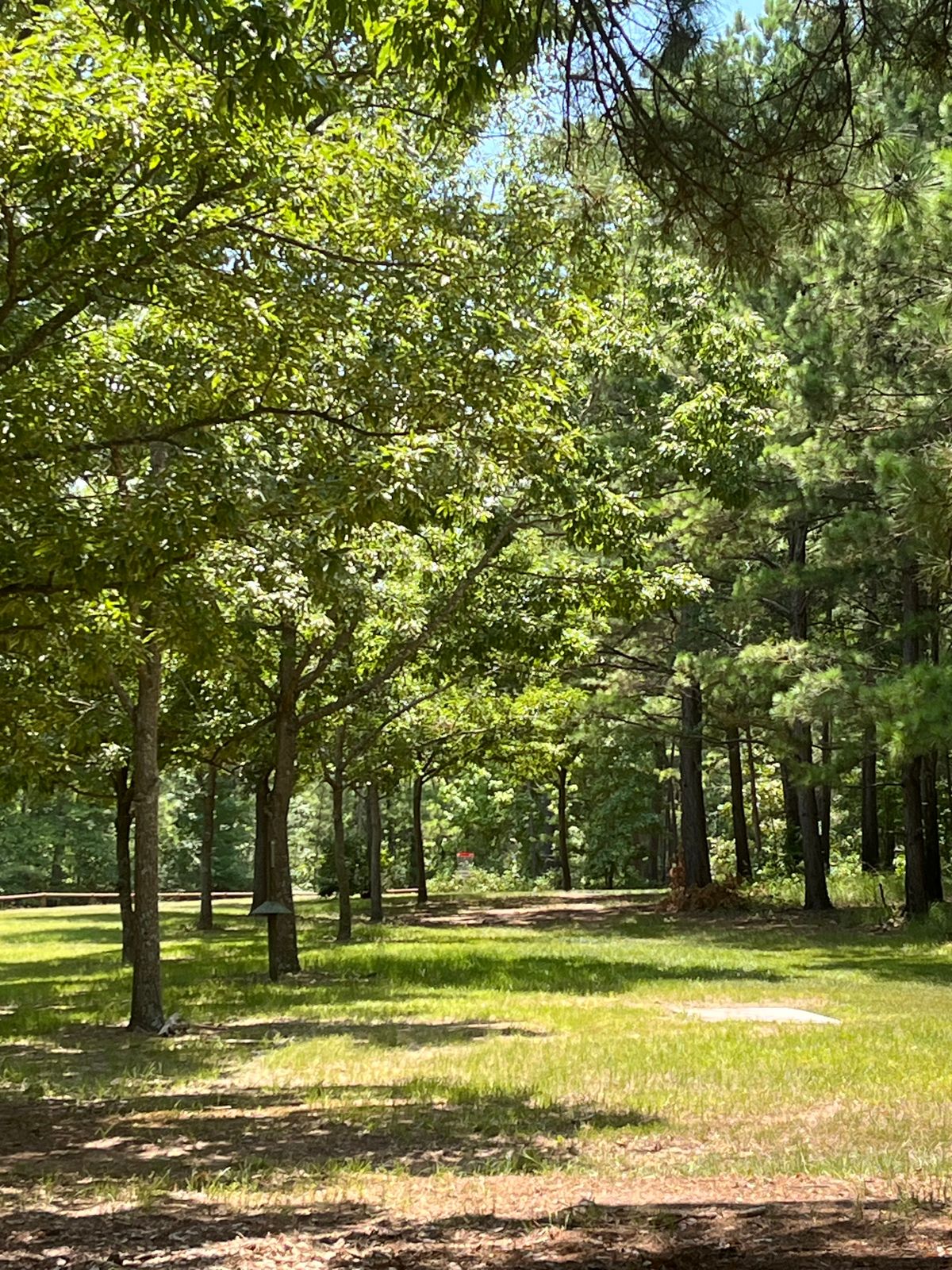 Hole#1 Tee to Basket.
