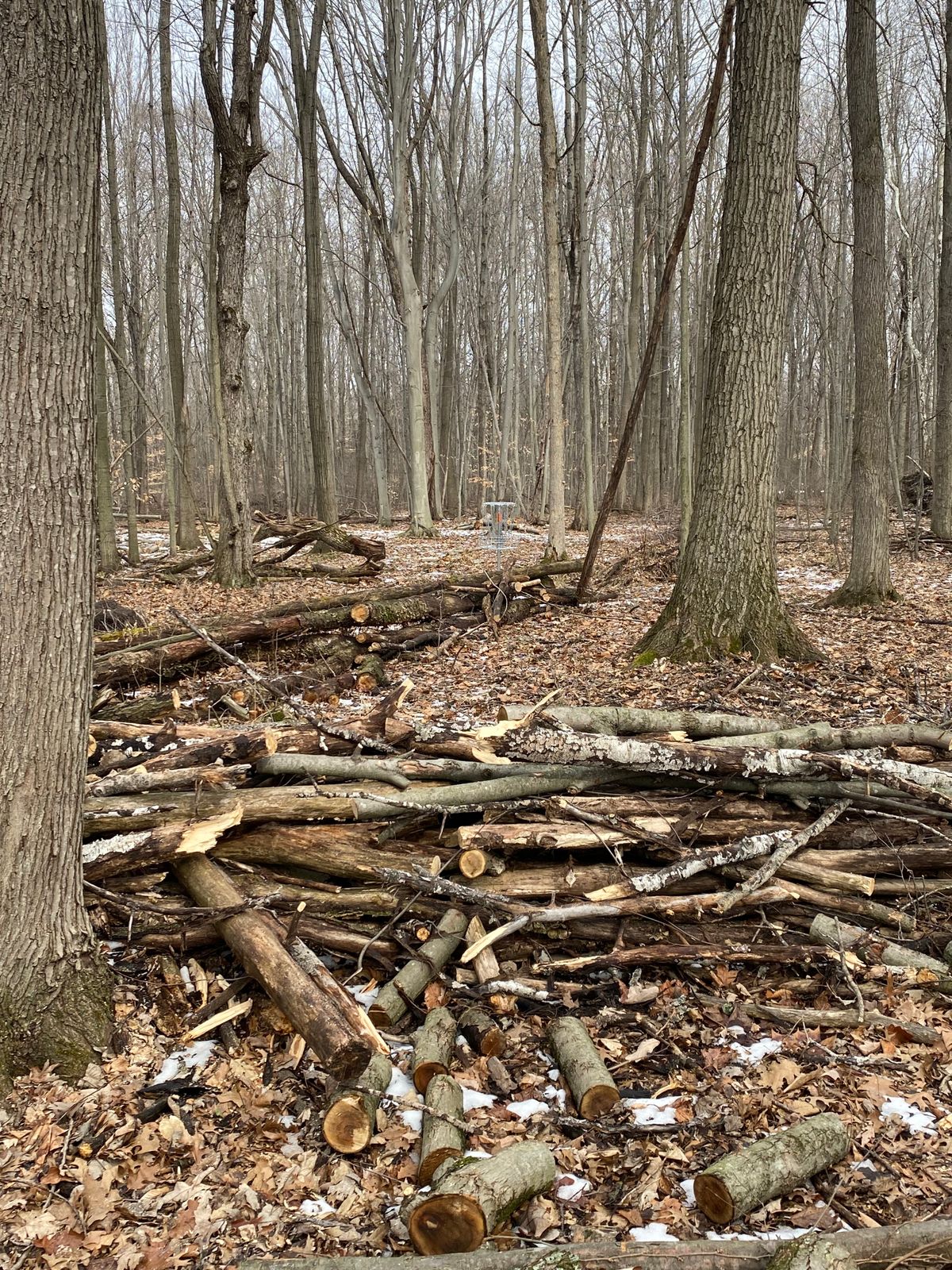 Fairway on #2 (Log Jam Hole)